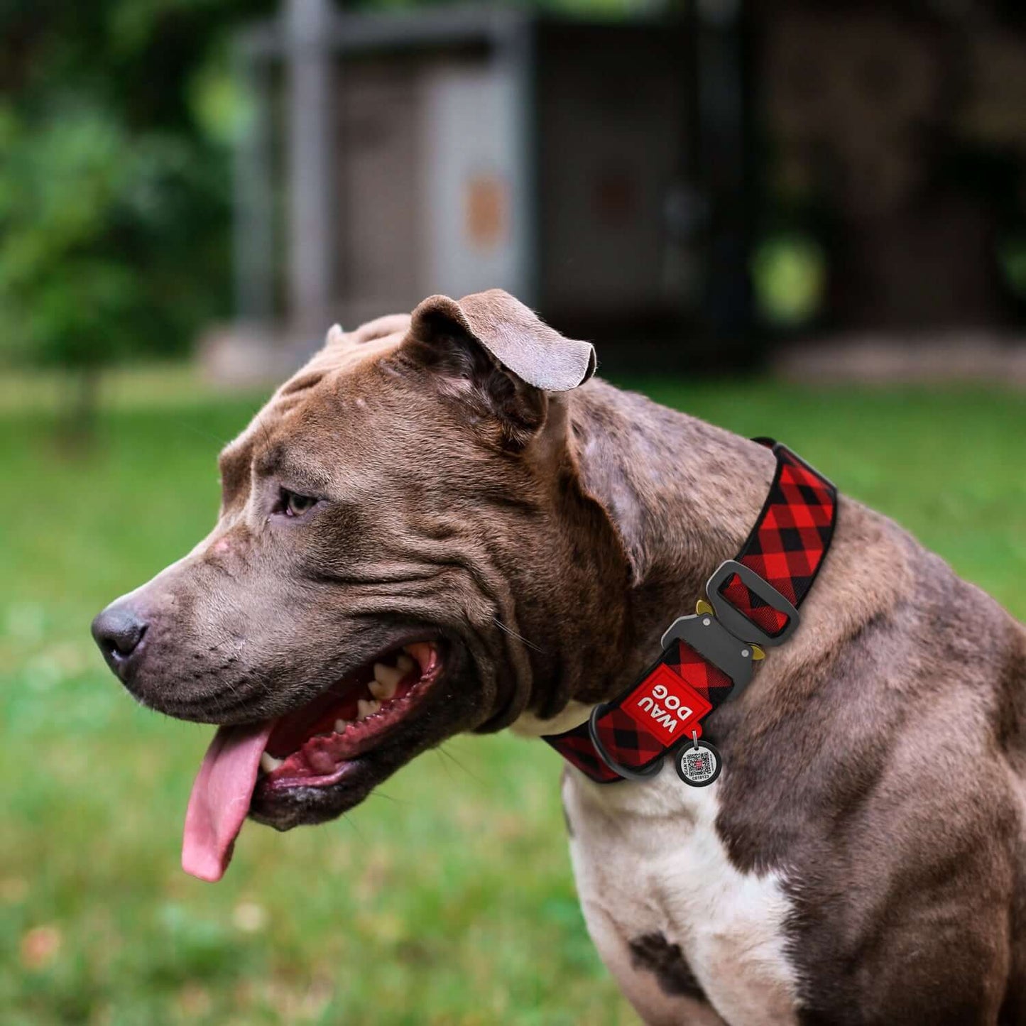 True North Tails - Red Plaid Collar