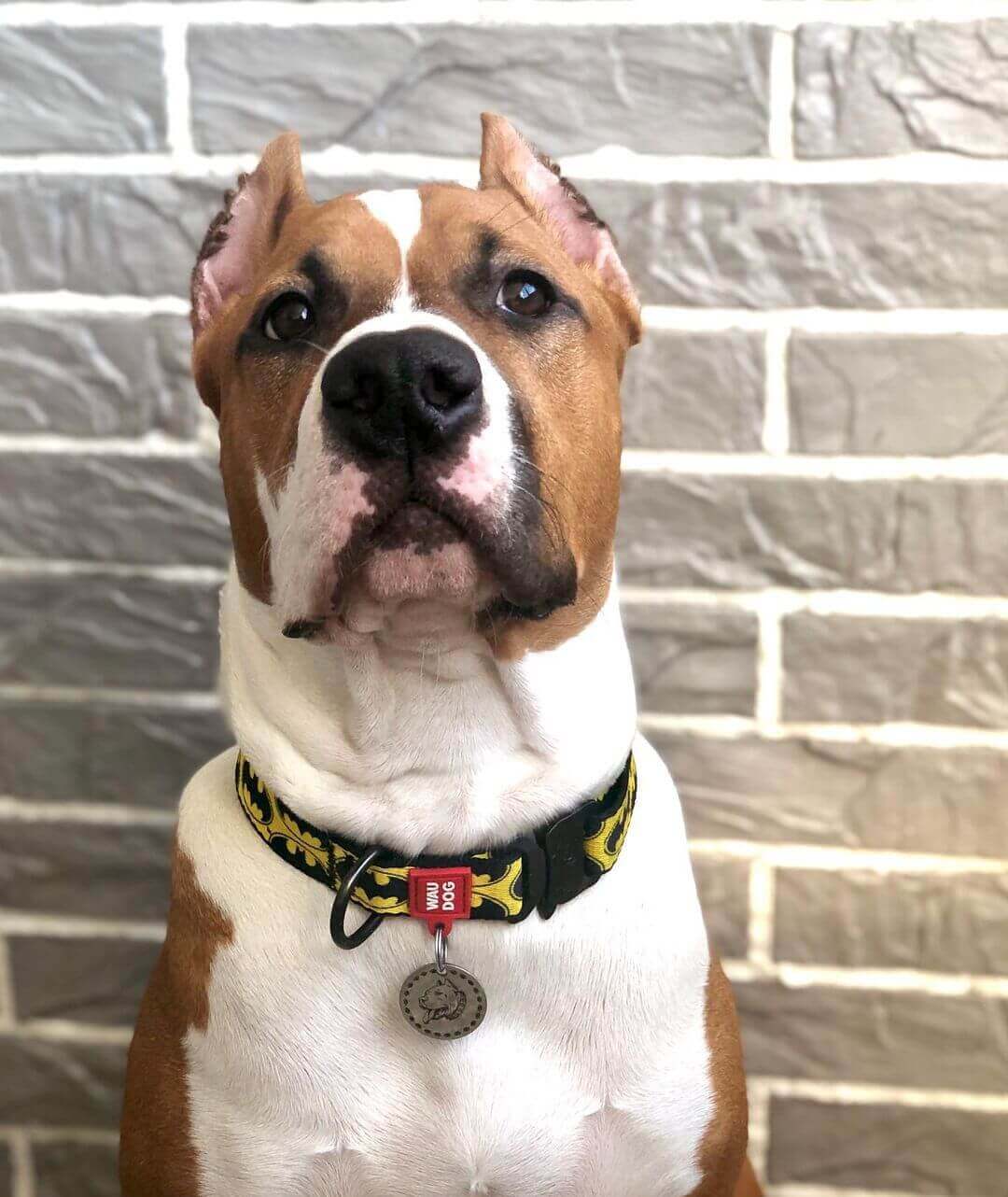 Batman - DC Comics Inspired Dog Collar - Minuapet