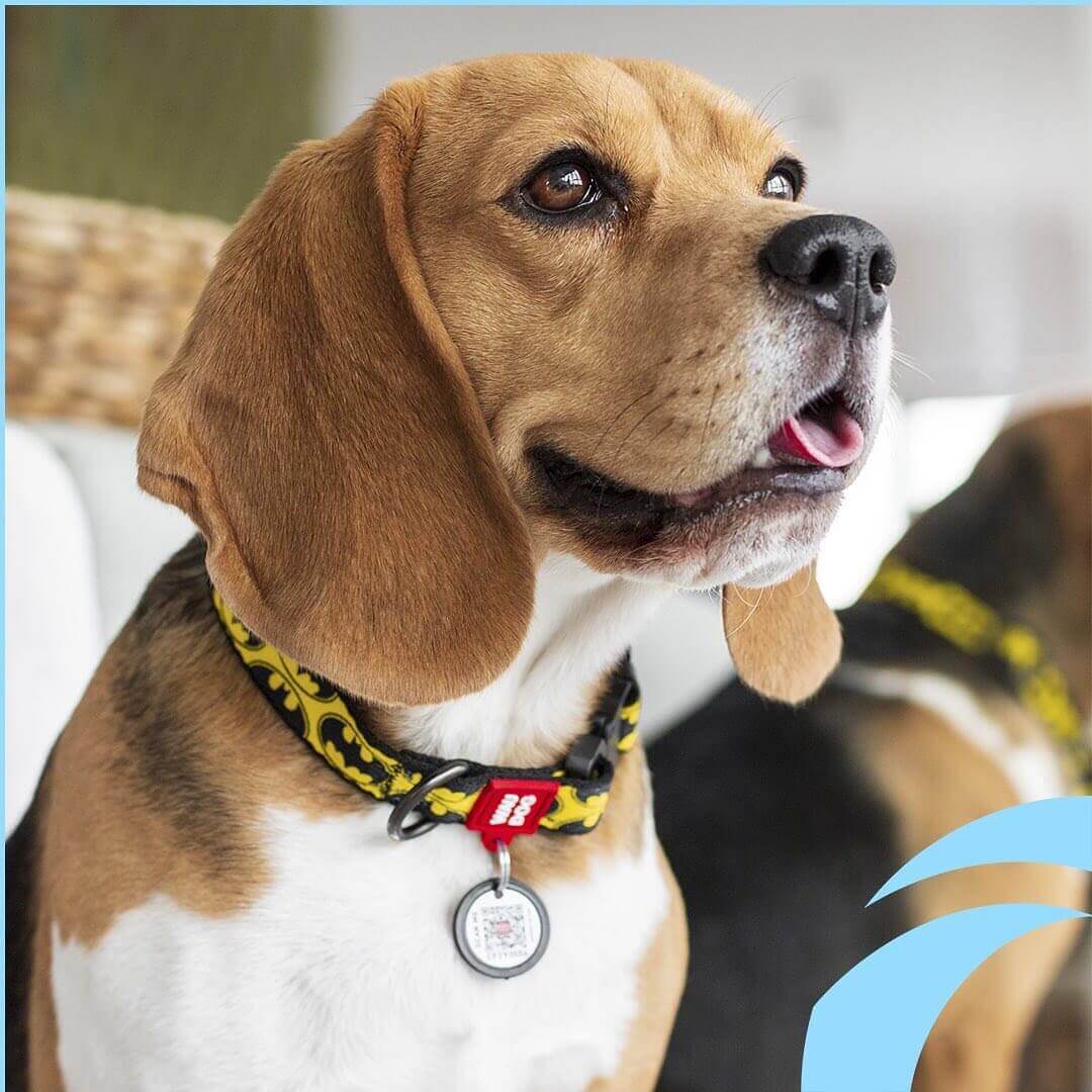 Elegant Little Tail Valentine's Dog Collar, Red Heart Dog